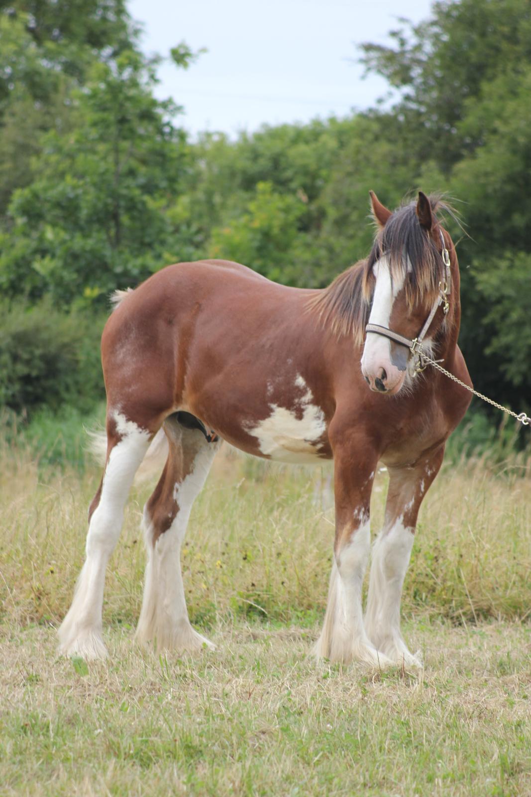 Clydesdale Herkules Enterprise billede 8