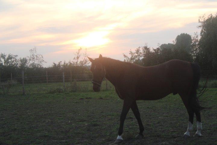 Traver Mac Farlane billede 15