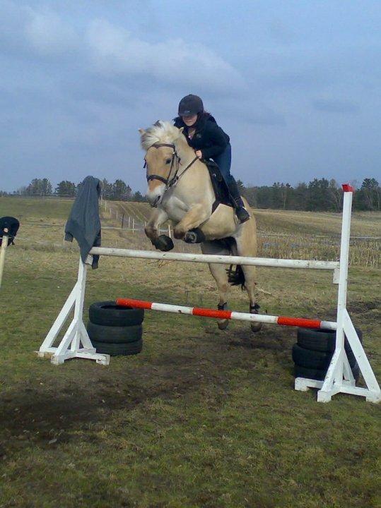 Fjordhest Mølgaards Roxann **SOLGT** billede 10