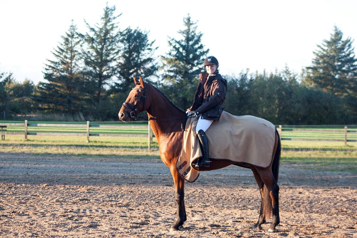 Dansk Varmblod Bakkegaarden's Chester - Stævne d. 10 oktober 2015 billede 4