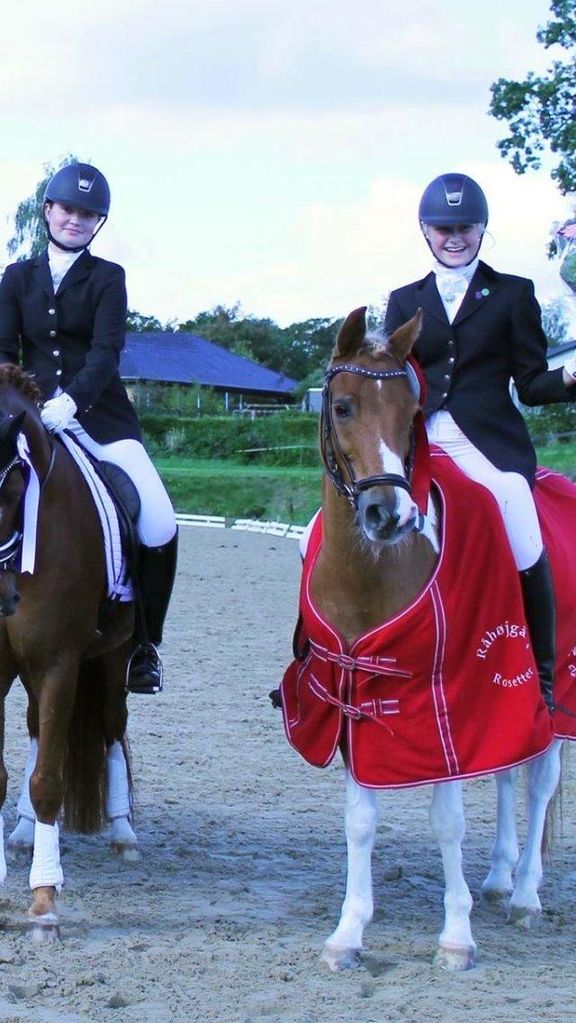 Pinto Araber Felix B-pony og 1/3 A-pony billede 16