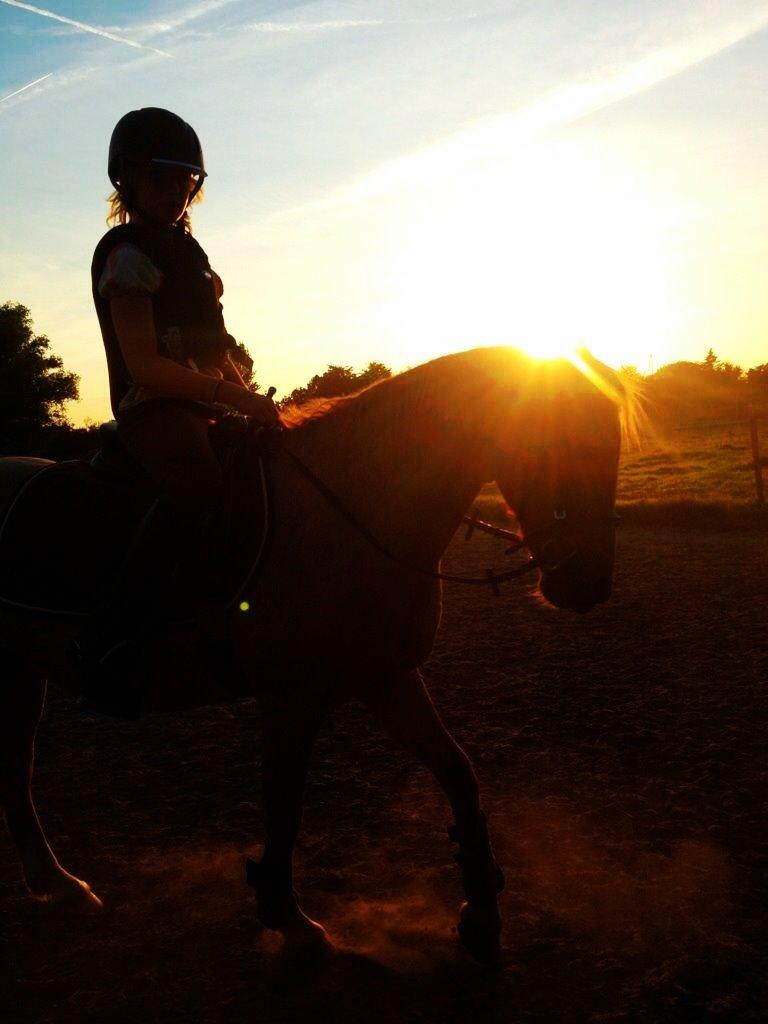 Hollandsk Sportspony Billy Boy - you are my sunshine<3 billede 19