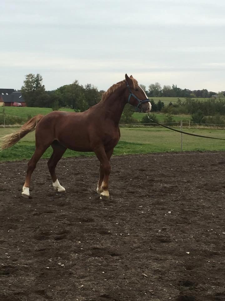 Frederiksborg Delux billede 2