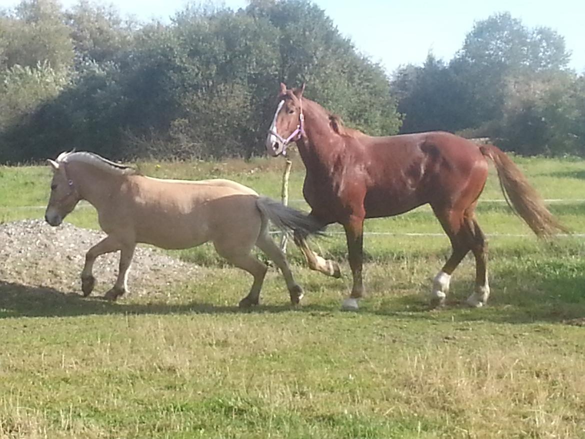 Frederiksborg Delux billede 5