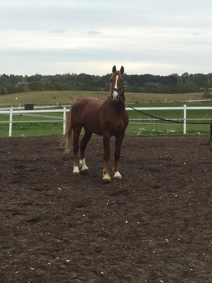 Frederiksborg Delux billede 6