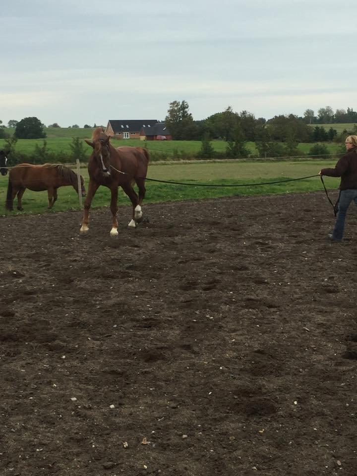 Frederiksborg Delux billede 7