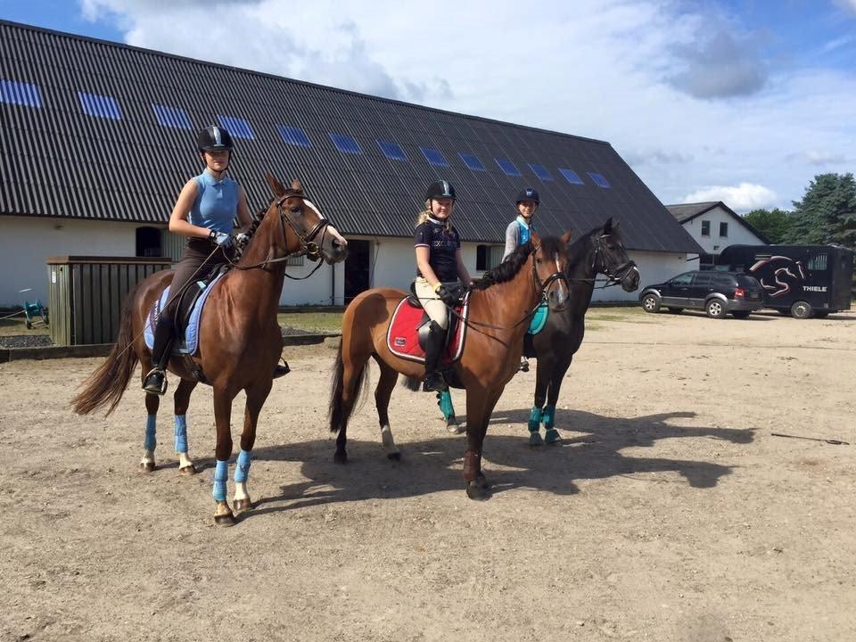 Tysk Sportspony Falkenhofs Infinity - Fantastisk ridelejr hos Tina Lund 2015 billede 9
