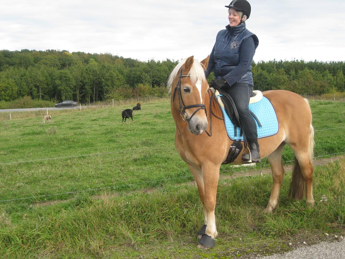 Haflinger Nebiolo - På tur. September 2015. billede 10