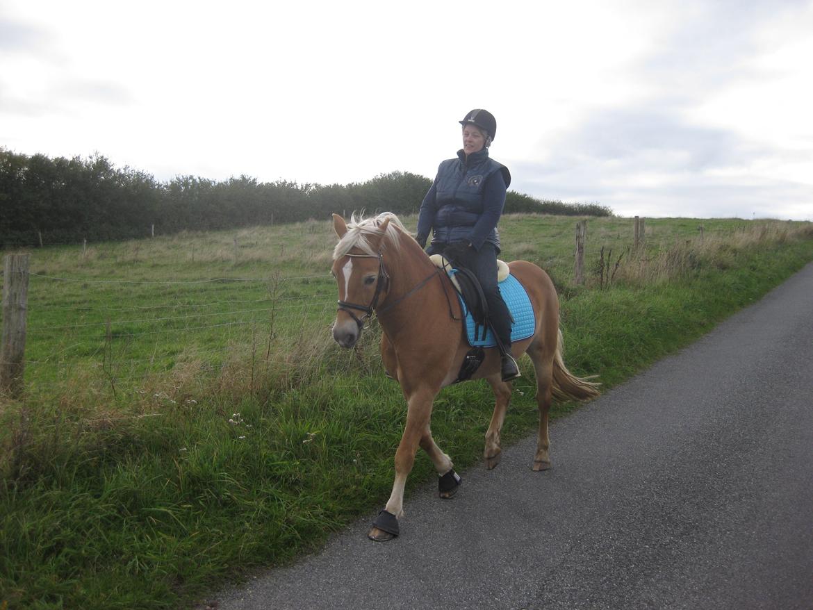 Haflinger Nebiolo billede 12