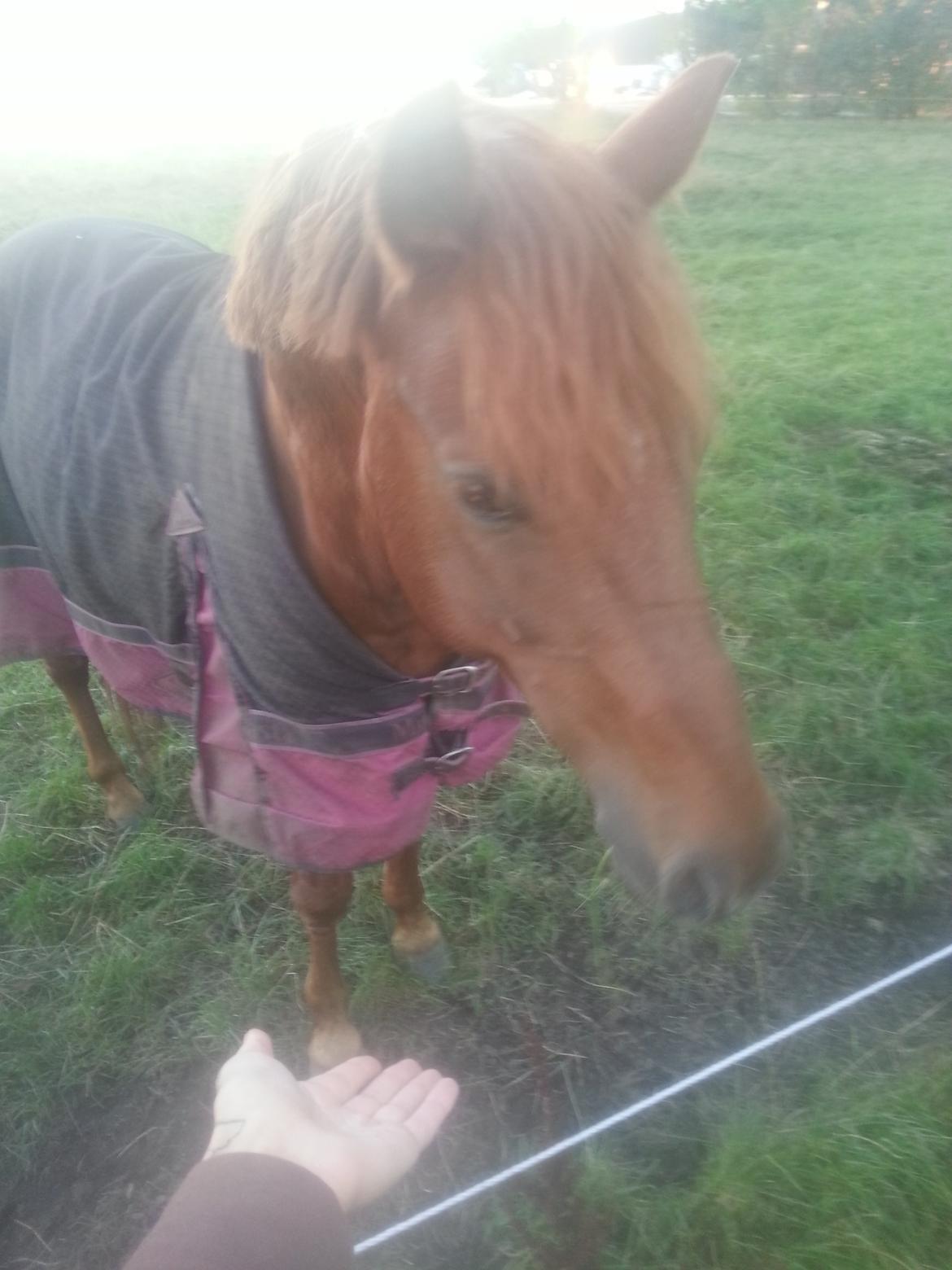 Anden særlig race Charlie By Fidelaty  billede 31