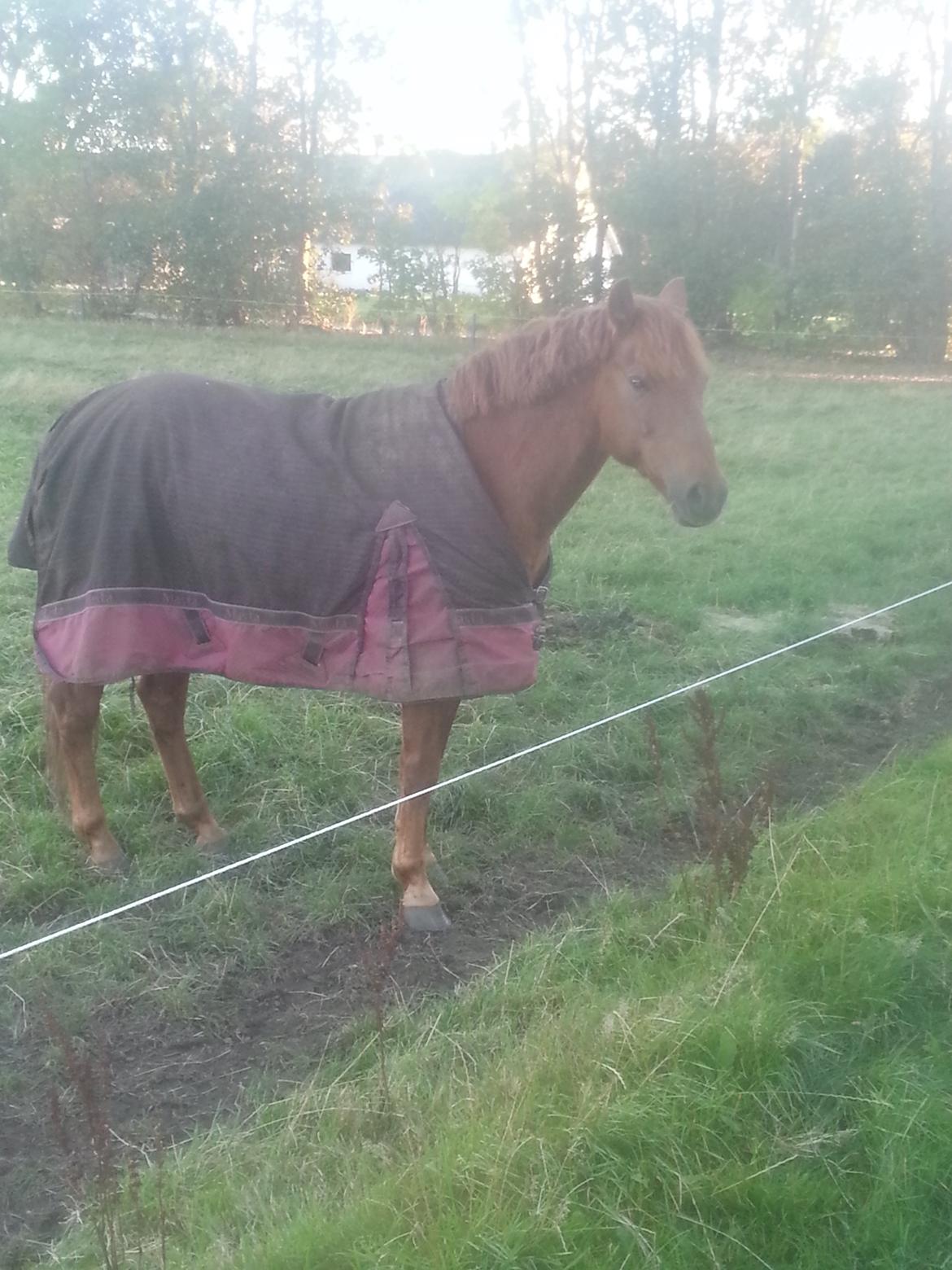 Anden særlig race Charlie By Fidelaty  billede 32