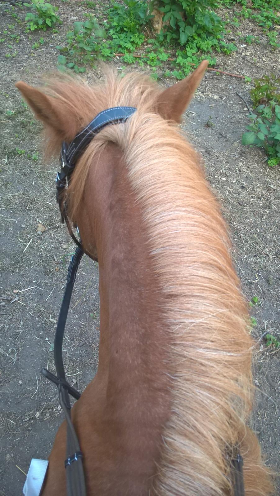 Shetlænder Tulle billede 2