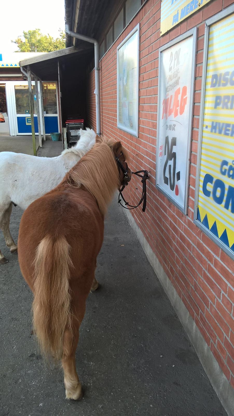 Shetlænder Tulle billede 10