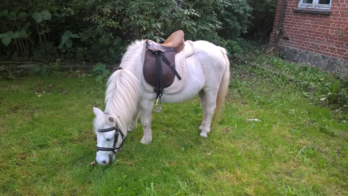 Anden særlig race Marco billede 1