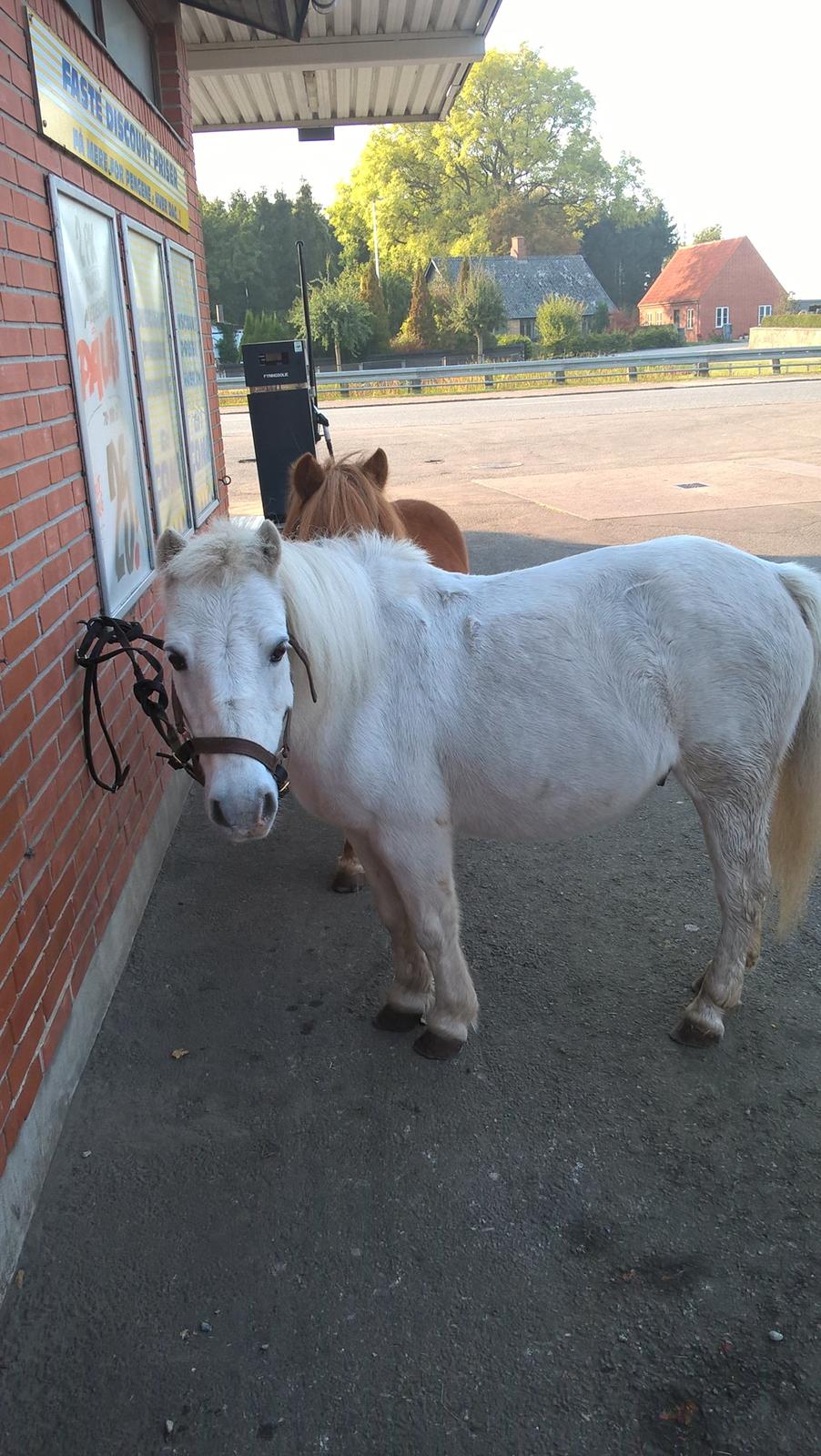 Anden særlig race Marco billede 7