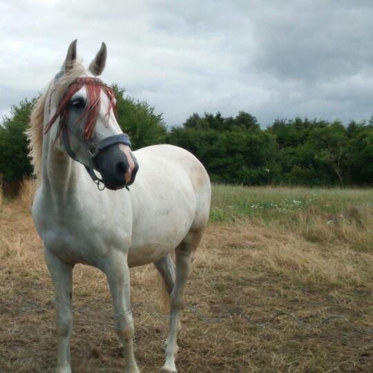 Shagya Araber (SH) Butterhills Khandiz (ejer) billede 8