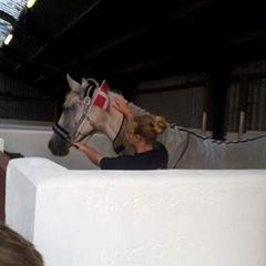 Shagya Araber (SH) Butterhills Khandiz (ejer) billede 9