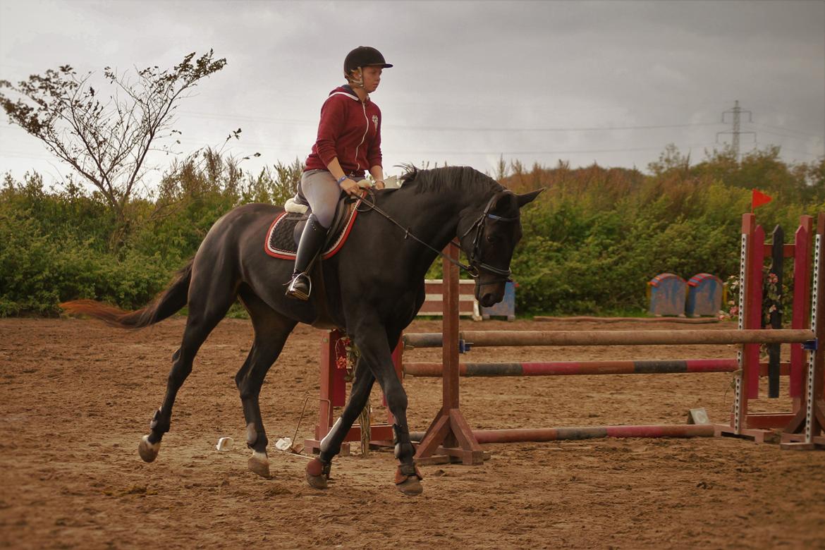 Holstener Le figaro - En af de første gange jeg sad på ham :) billede 1