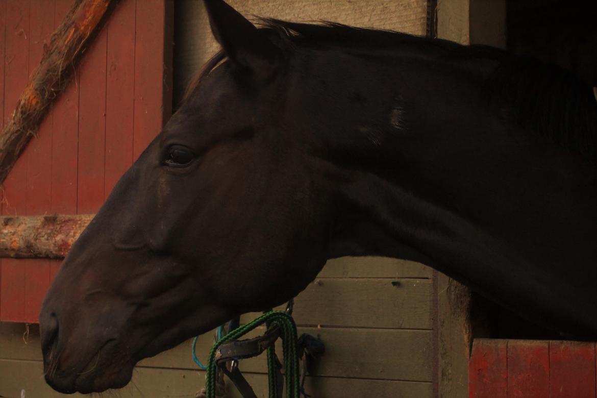 Holstener Le figaro billede 4