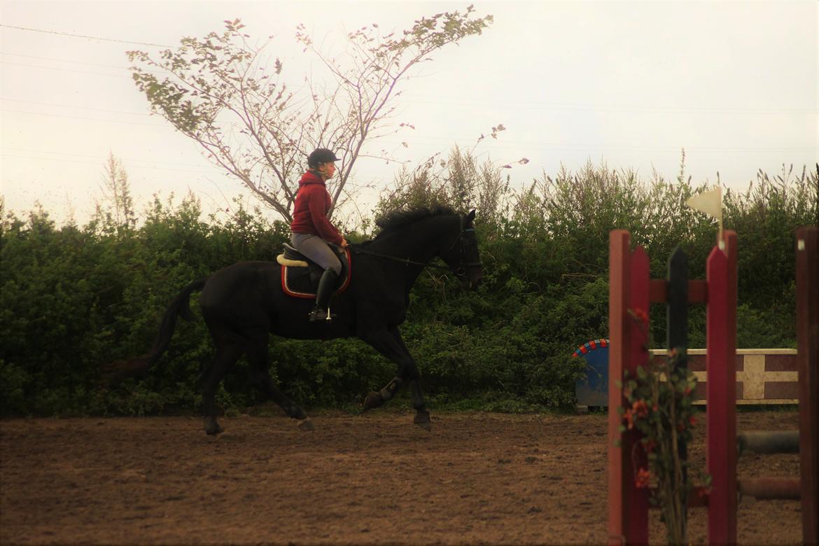 Holstener Le figaro - Lækker billede 2