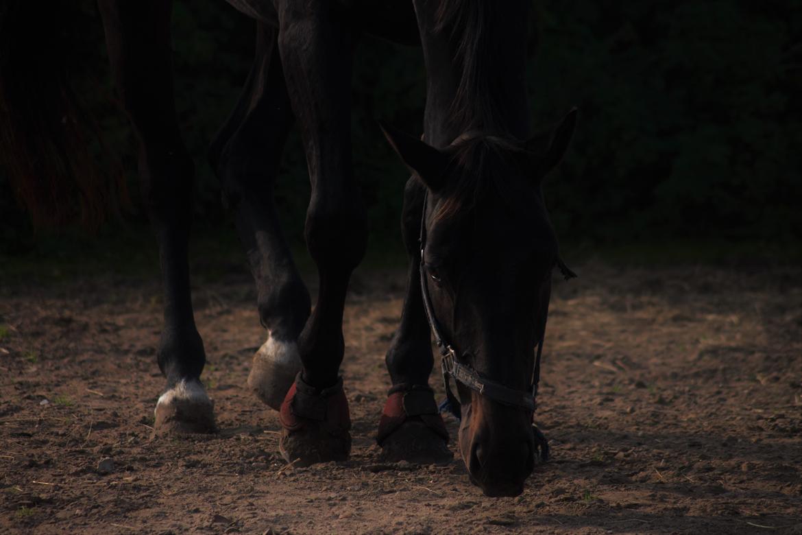 Holstener Le figaro billede 5