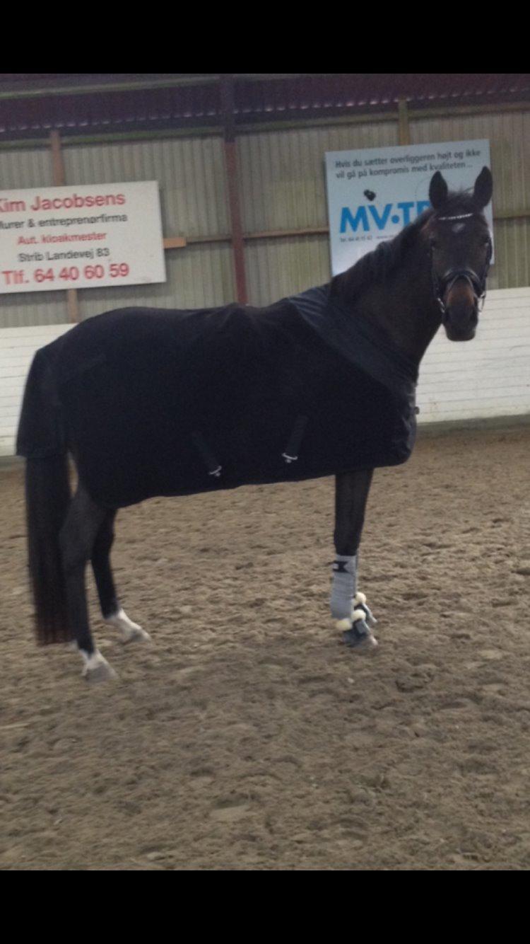 Dansk Varmblod Kokkedals Madeline billede 7