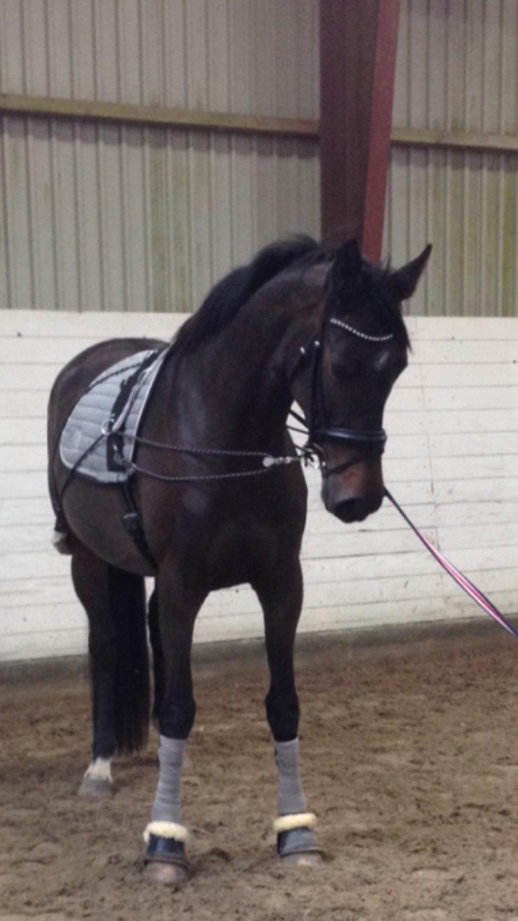 Dansk Varmblod Kokkedals Madeline billede 8