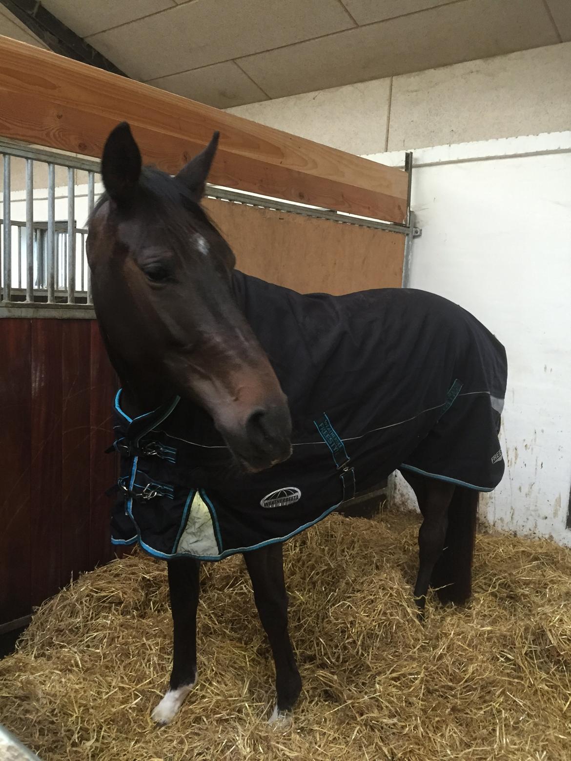 Dansk Varmblod Kokkedals Madeline billede 11