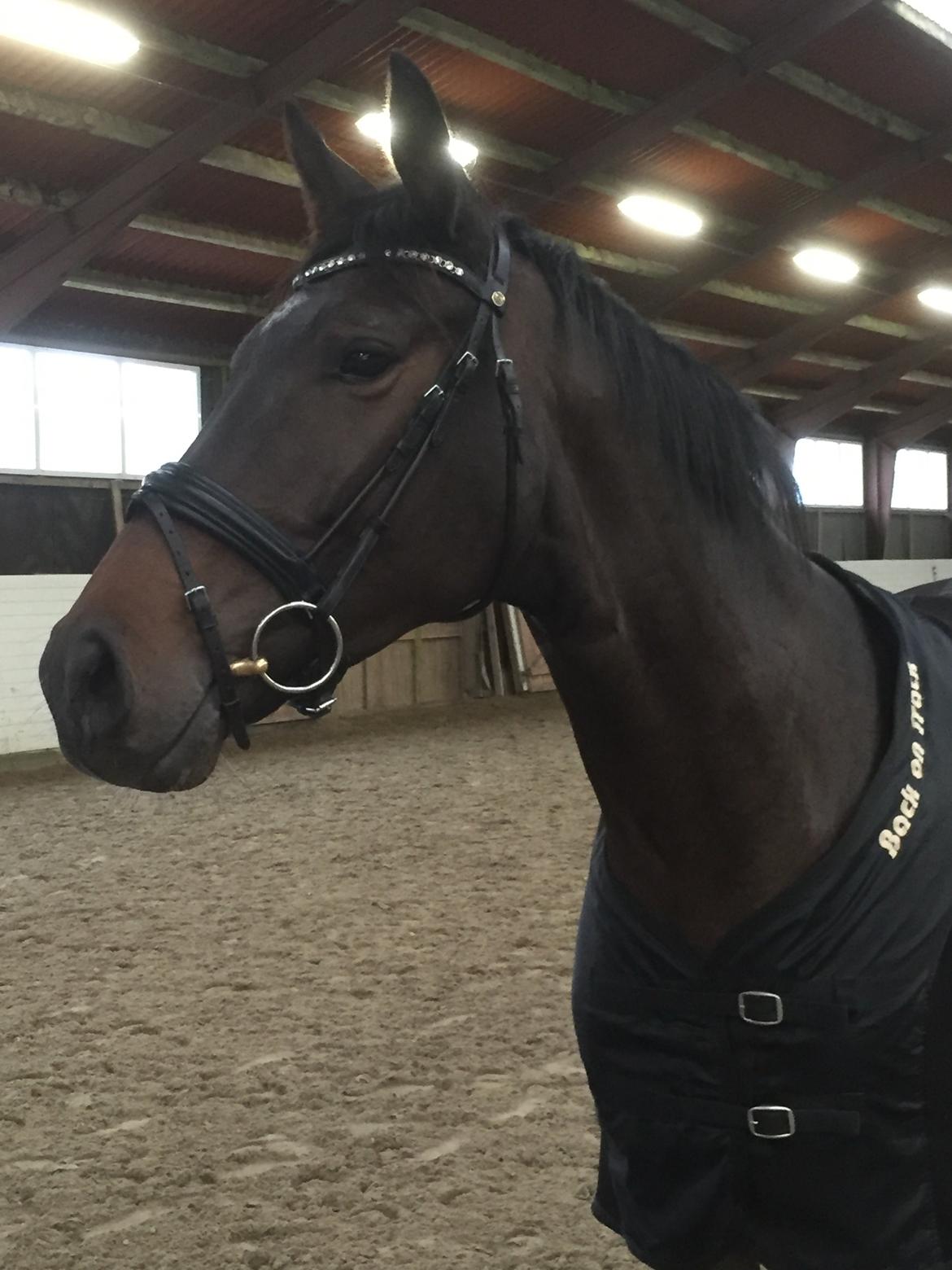 Dansk Varmblod Kokkedals Madeline billede 12