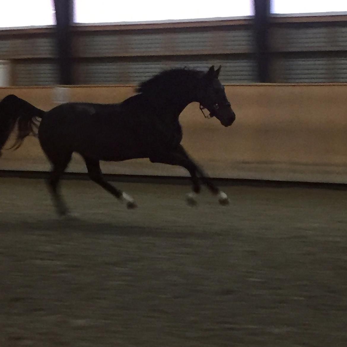 Dansk Varmblod Kokkedals Madeline billede 14