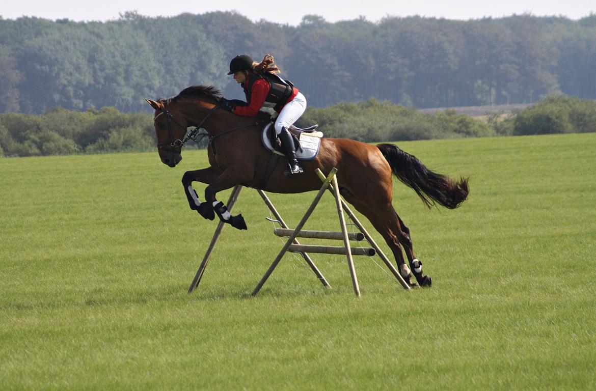 Dansk Varmblod Lillemarkens Cicato - Jagt på Langeland billede 17