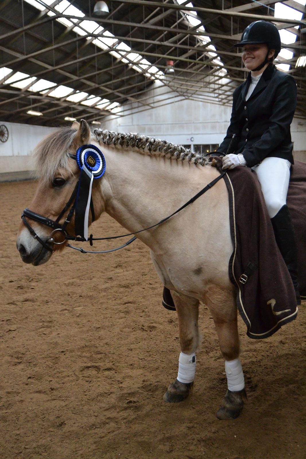 Fjordhest Prins billede 32