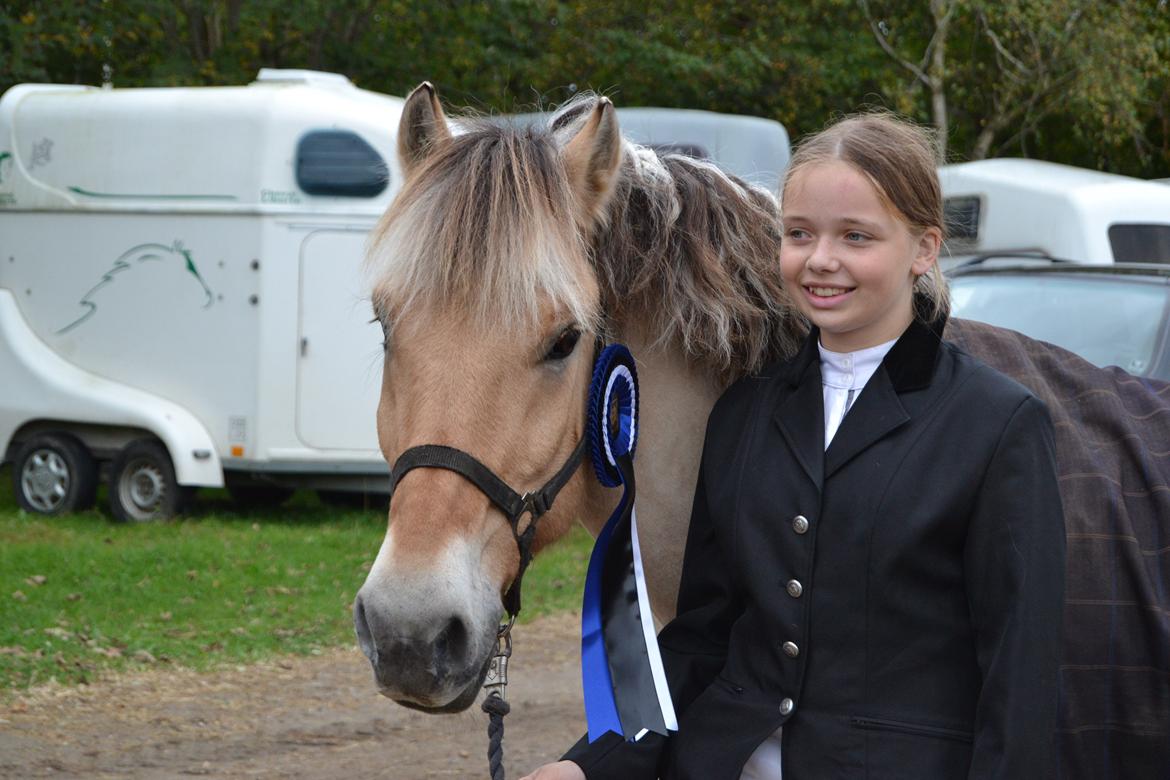 Fjordhest Prins billede 1