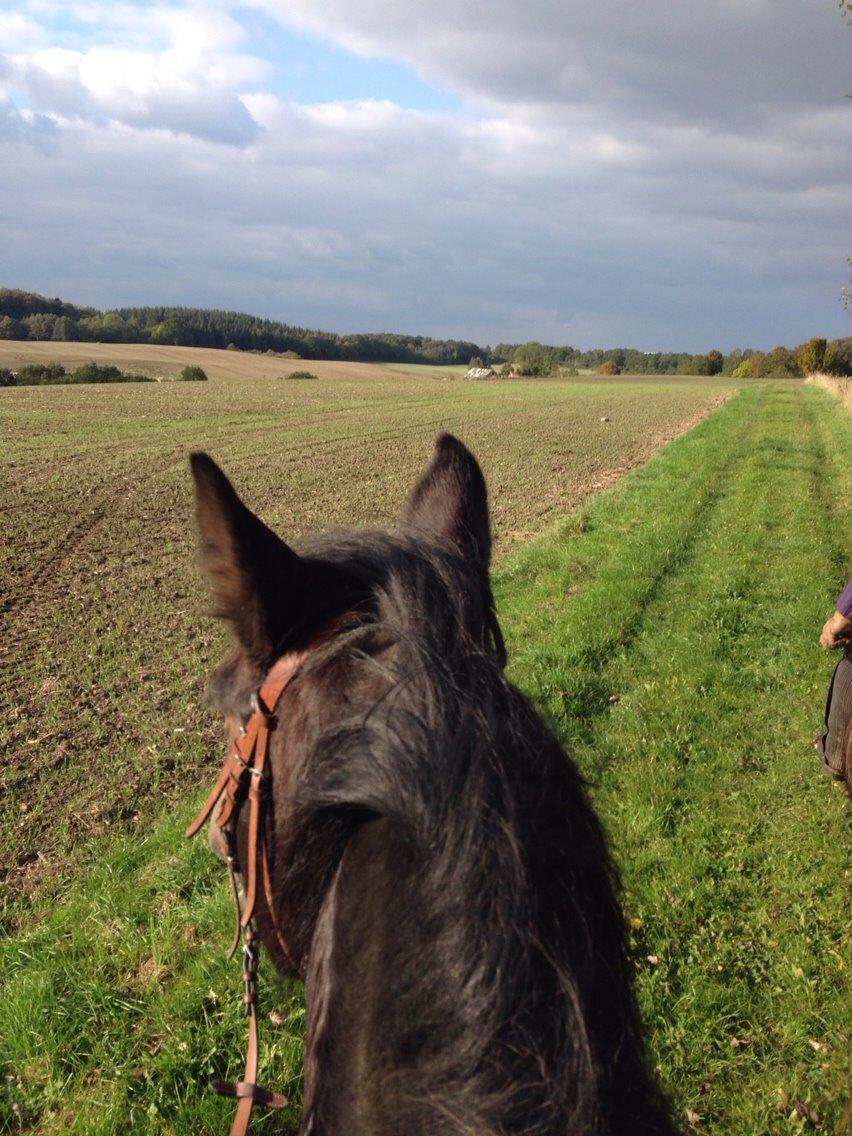 Oldenborg Jasmin billede 19