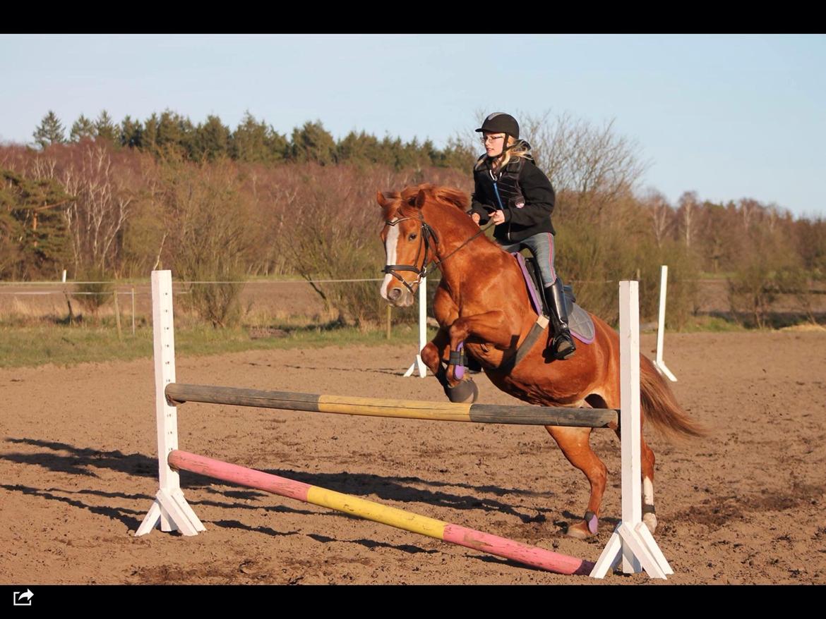 New Forest Luna [Tidl. Lånepony] - Sidste gang vi sprang før hun blev hentet, første gang udenfor - 90 cm!💞 billede 20