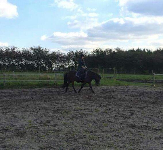 Knabstrupper Meicas Lala - oktober 2015.  billede 17