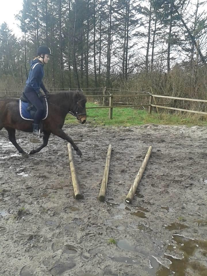 Knabstrupper Meicas Lala billede 14