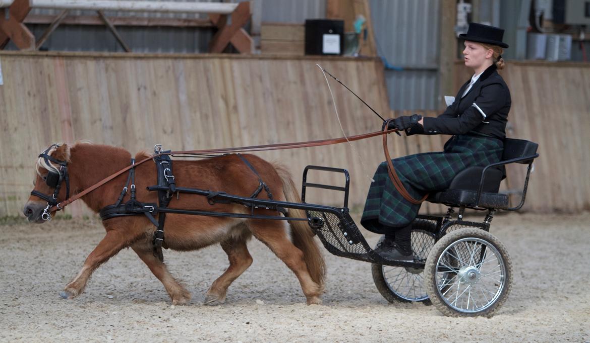 Shetlænder Namilla Brøis billede 2