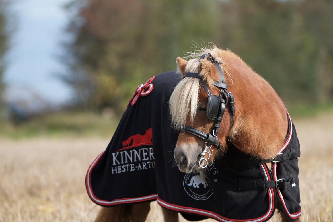 Shetlænder Namilla Brøis billede 4