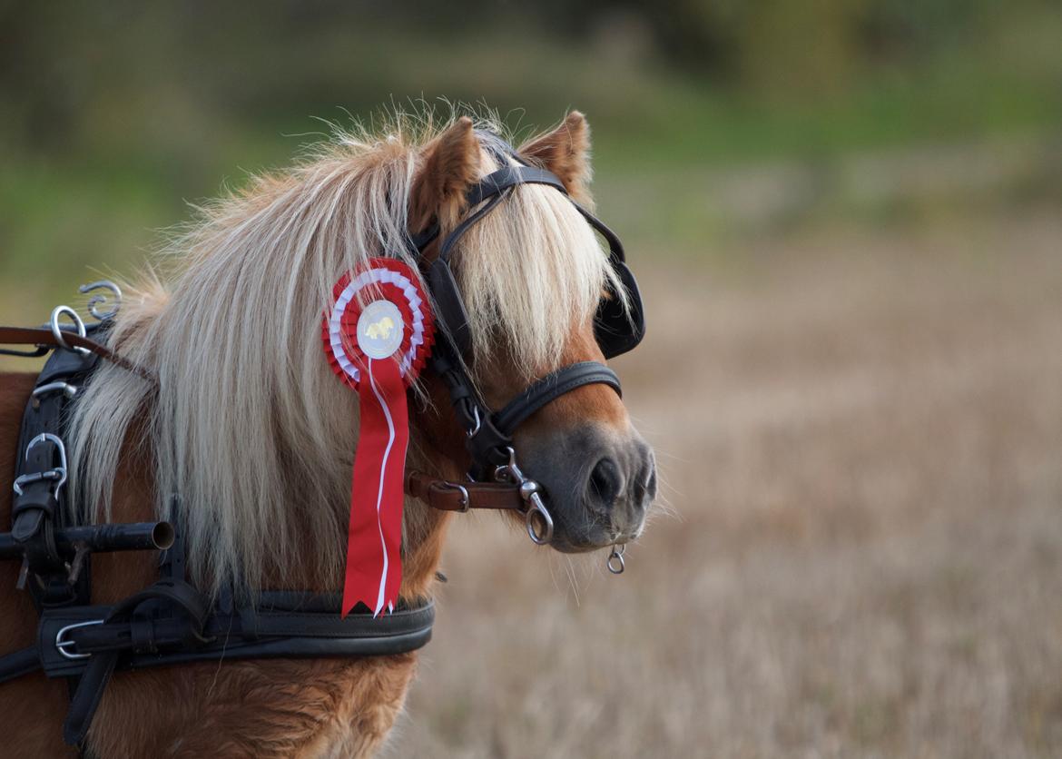 Shetlænder Namilla Brøis billede 1