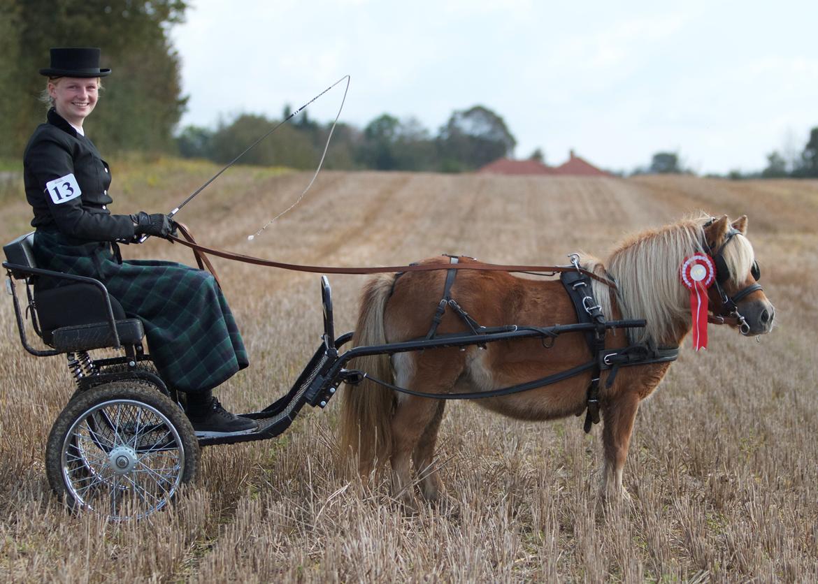 Shetlænder Namilla Brøis billede 6