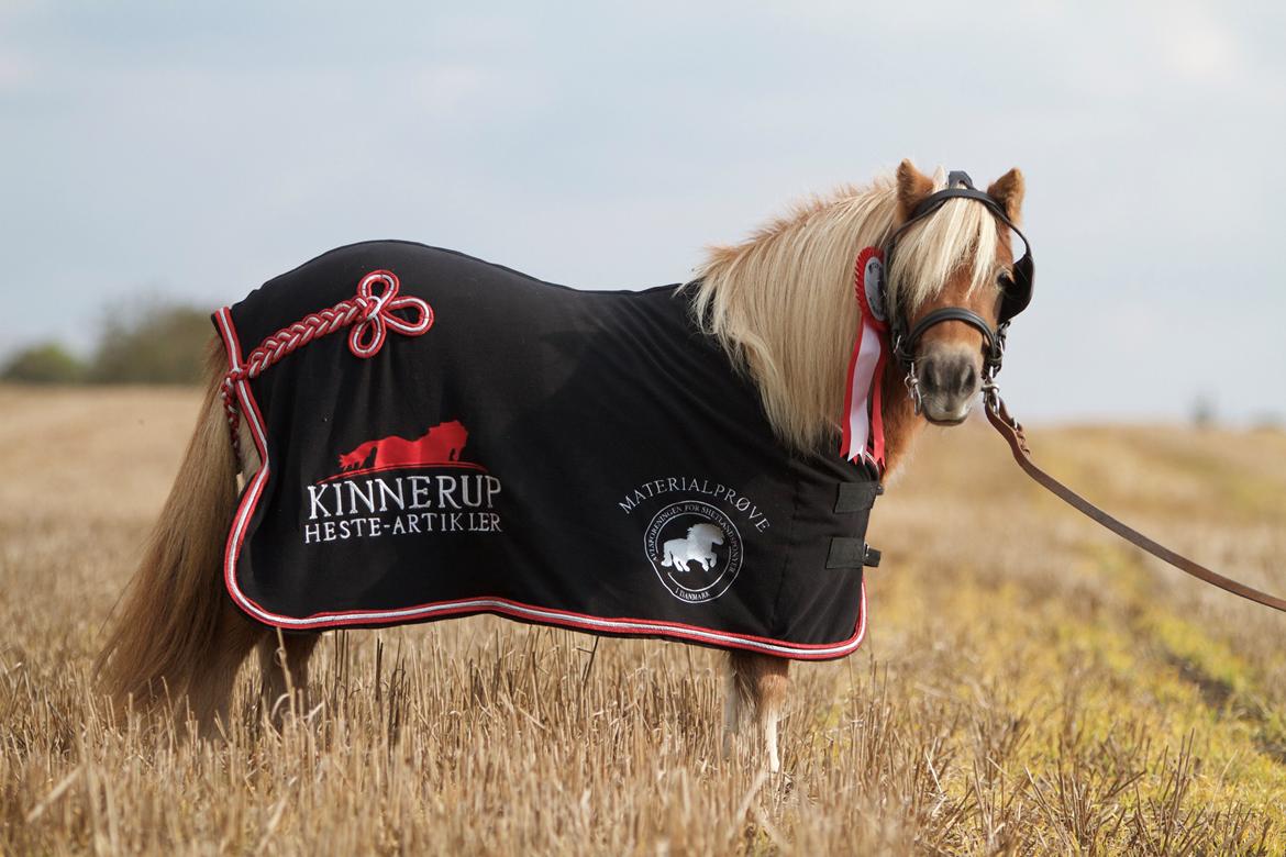 Shetlænder Namilla Brøis billede 5