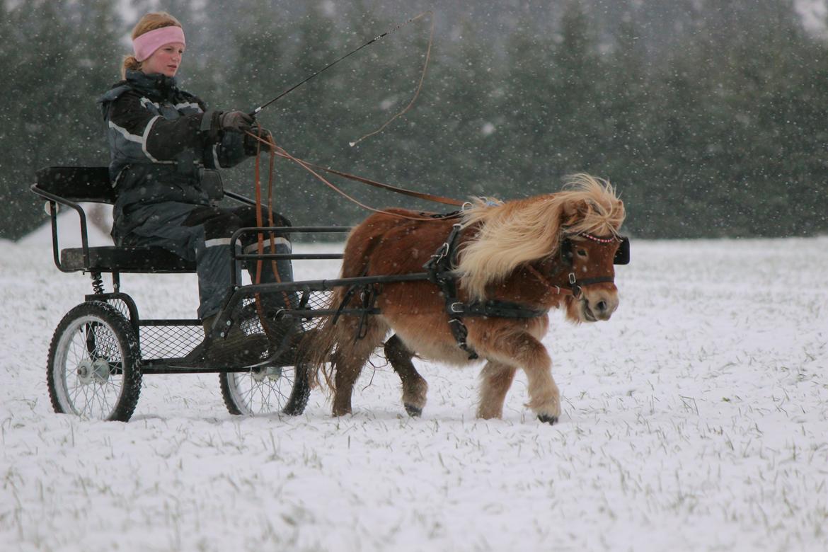 Shetlænder Namilla Brøis billede 3