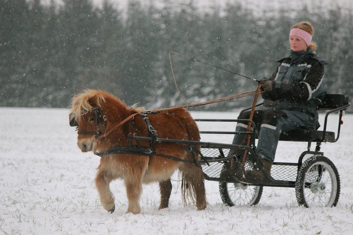 Shetlænder Namilla Brøis billede 7