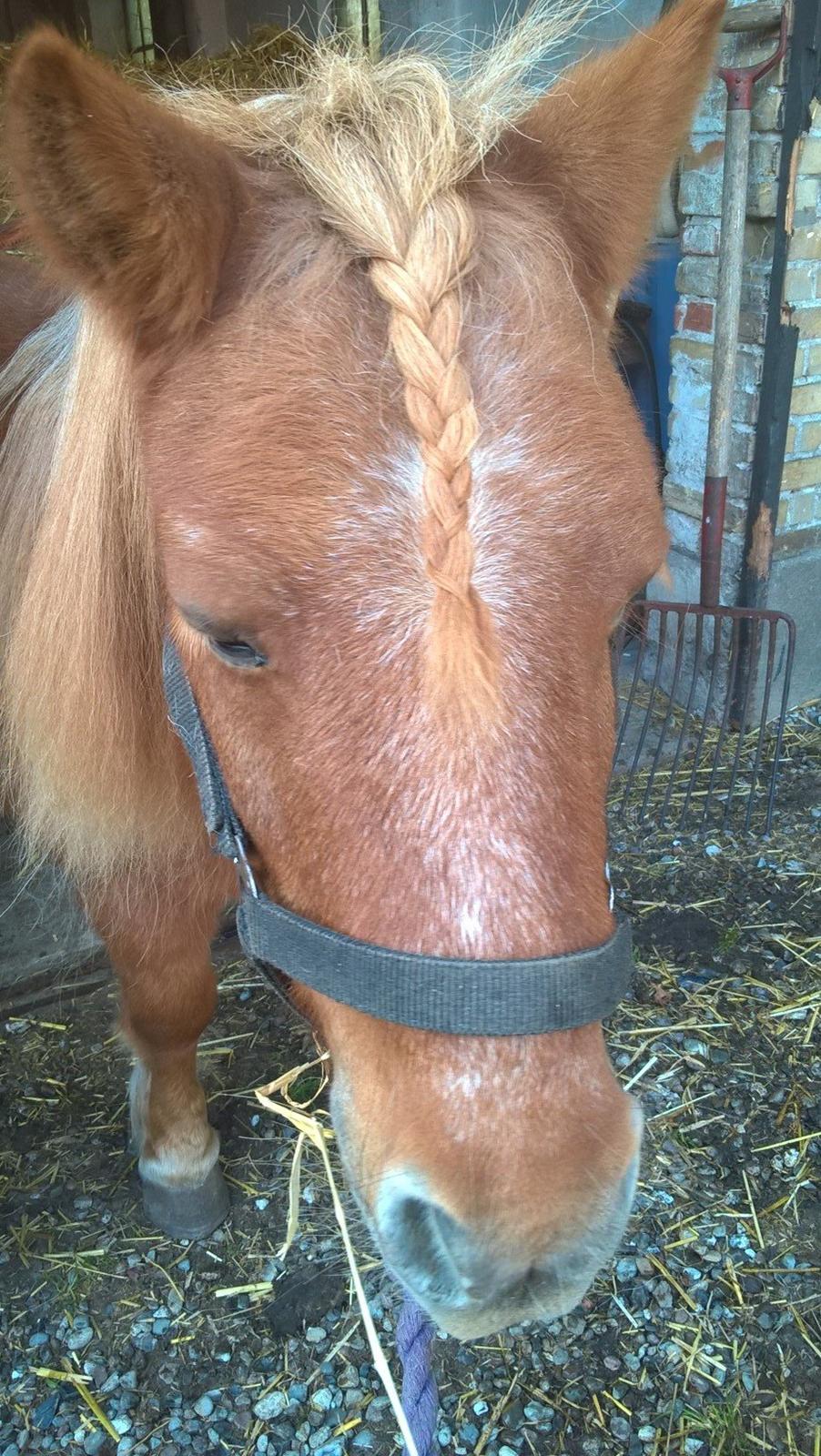 Shetlænder Tulle billede 10