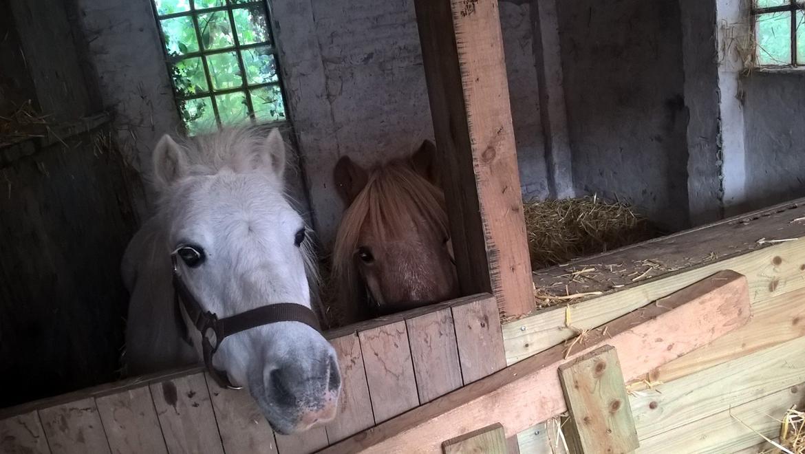 Shetlænder Tulle - I boksen med min bedste ven<3 billede 11