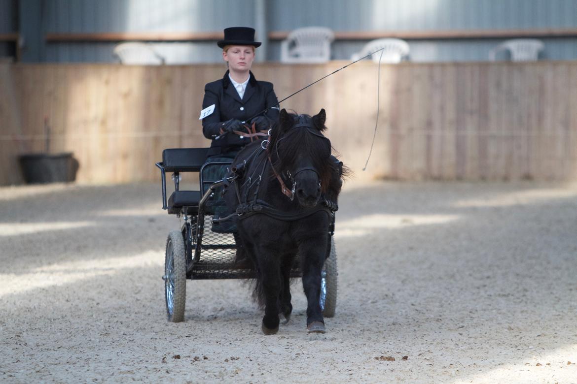 Shetlænder Eurofly v.d. Brouwerij billede 7