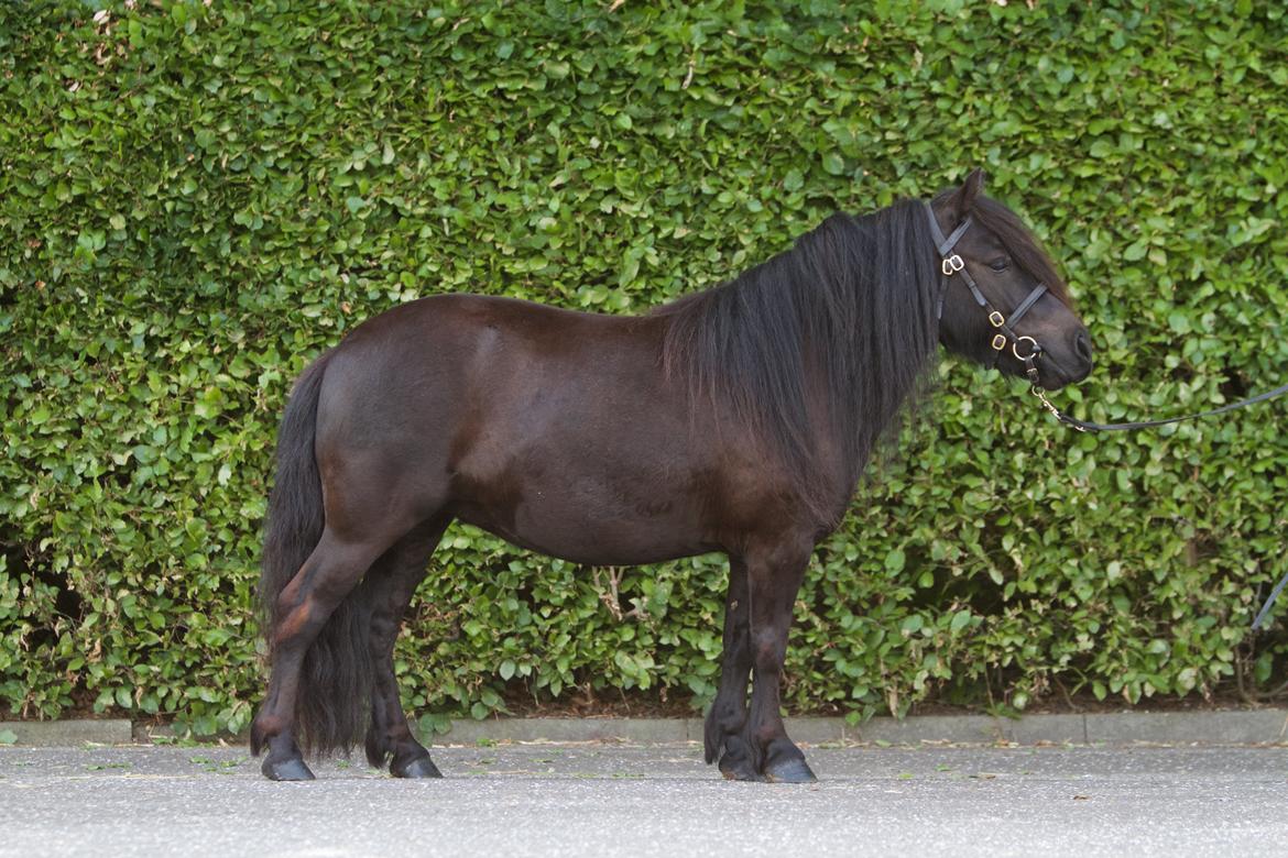 Shetlænder Eurofly v.d. Brouwerij billede 2