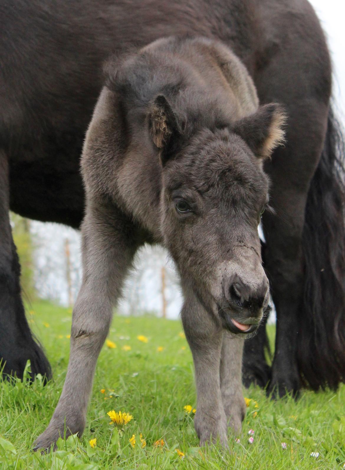 Shetlænder Trinhedegaards Olympia billede 5