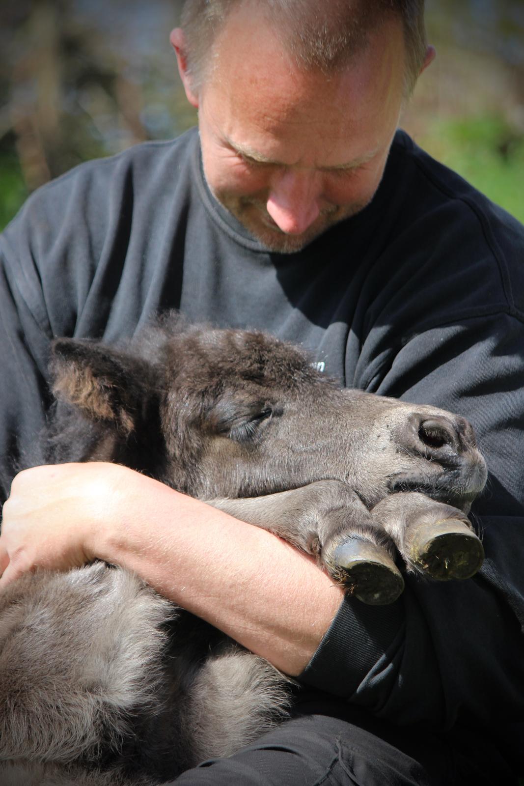 Shetlænder Trinhedegaards Olympia billede 3